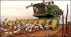 Harvesting cotton in the developed world is so easy because farmers are heavily subsidized! They can afford to buy or hire expensive equipment