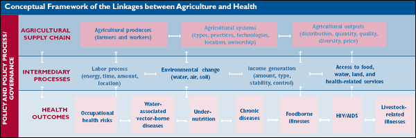 Conceptual Framework of the Linkages between Agriculture and Health